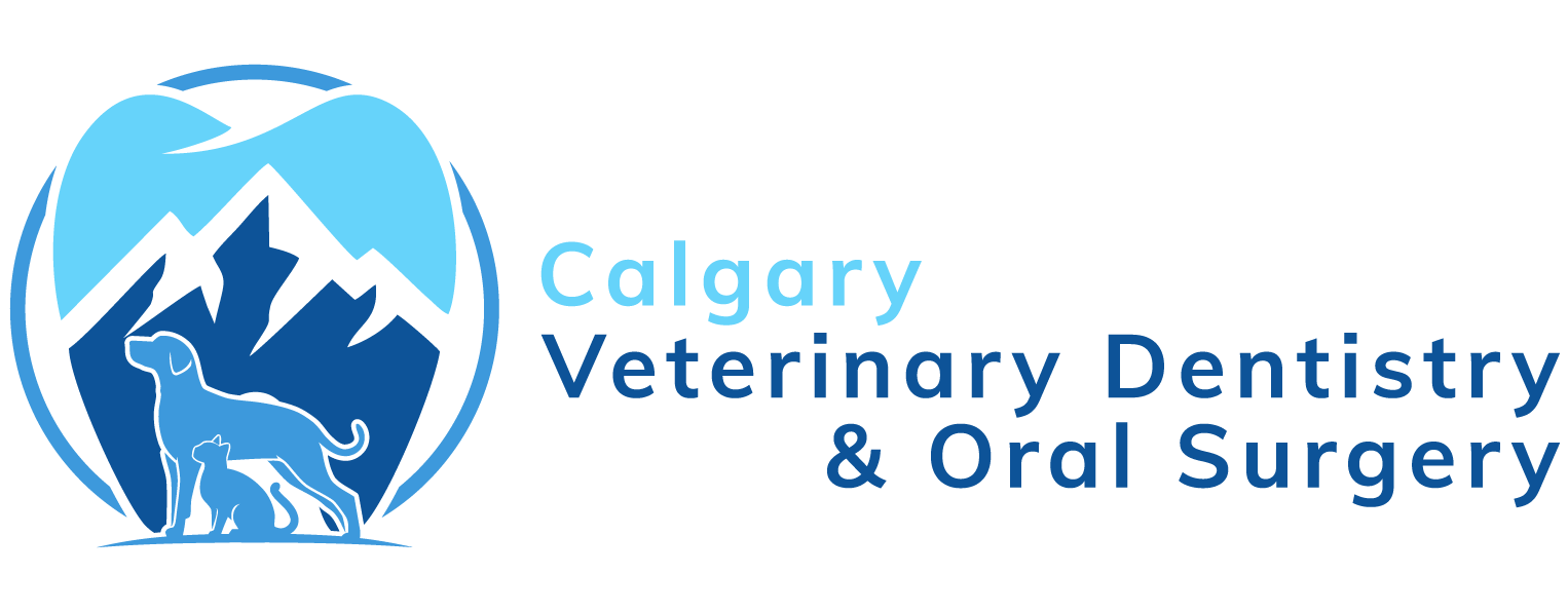 Pre Operative Instructions Calgary Veterinary Dentistry Oral Surgery
