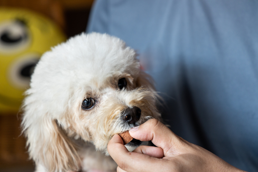 veterinarian giving oral medicine to a dog