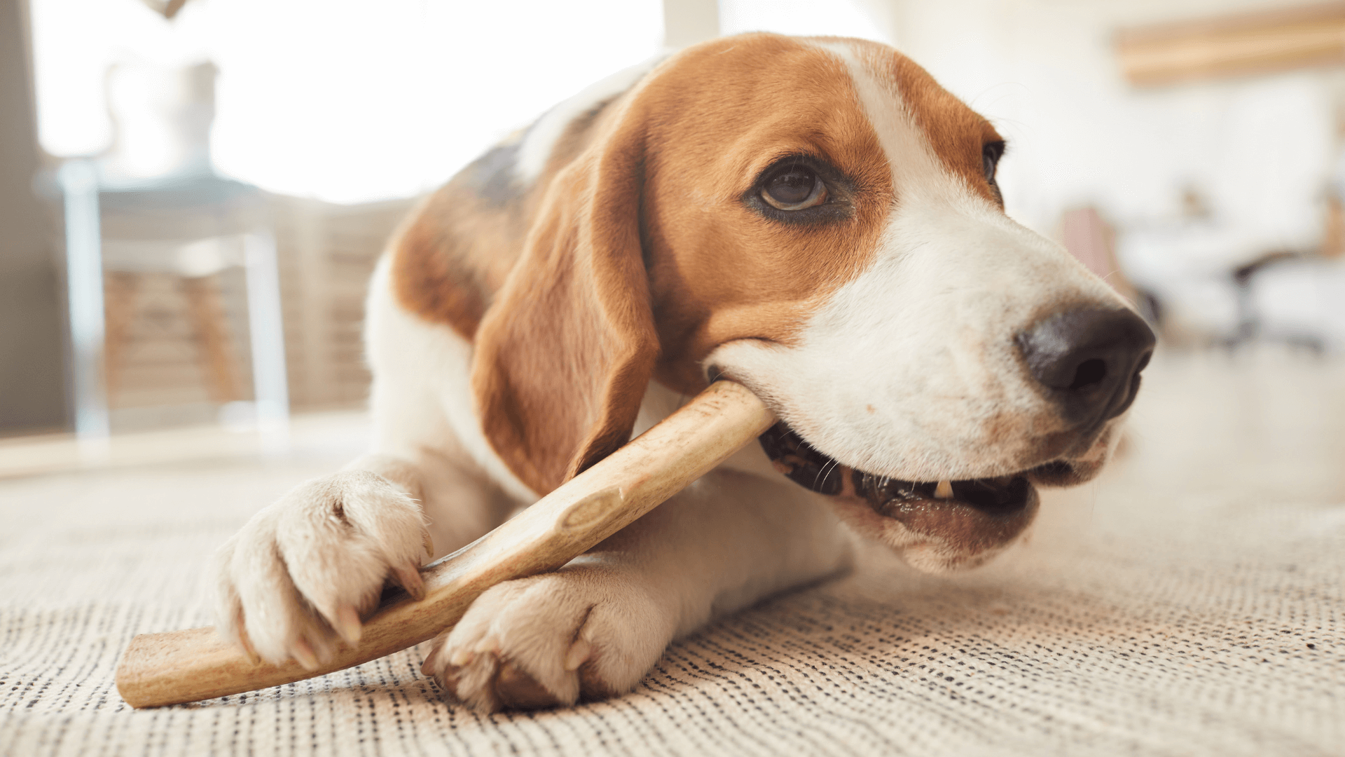 beagle chewing bone