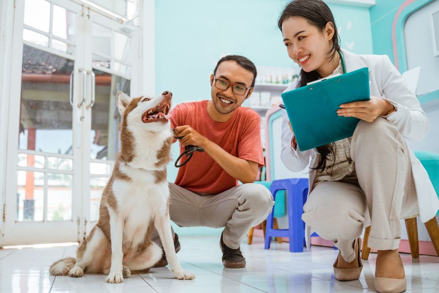 veterinarian and dog owner examine a happy husky puppy