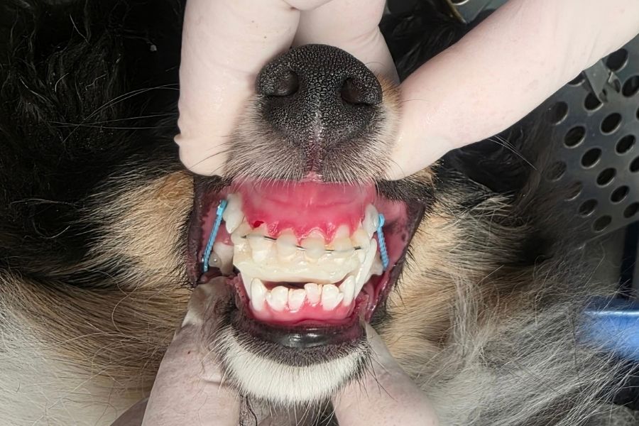 Gray-and-white puppy eats treats from a veterinarian’s hand